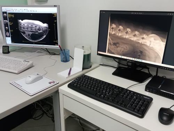 Malattie Neurologiche Animali a Chieri, Torino