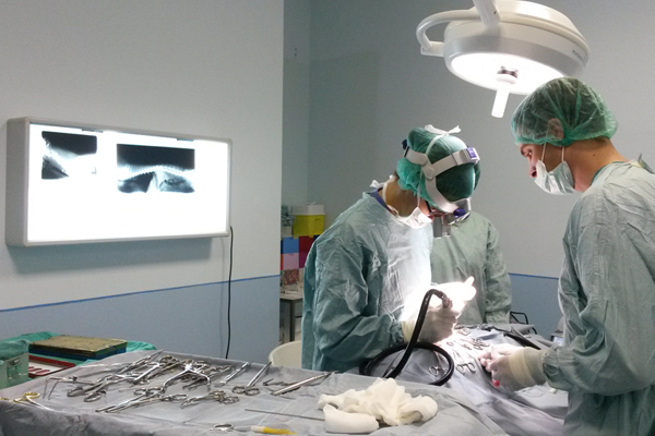 Neurochirurgia Veterinaria a Chieri, Torino